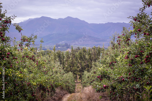 Apple Orchards Capetown, South Africa