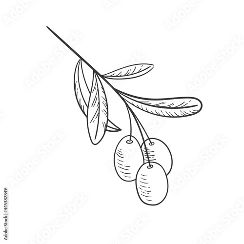 Branch olive vector illustration, black sketch in hand drawn style. Isolated olive leaf on white background. Vintage design organic food for print. Outline mediterranean plant