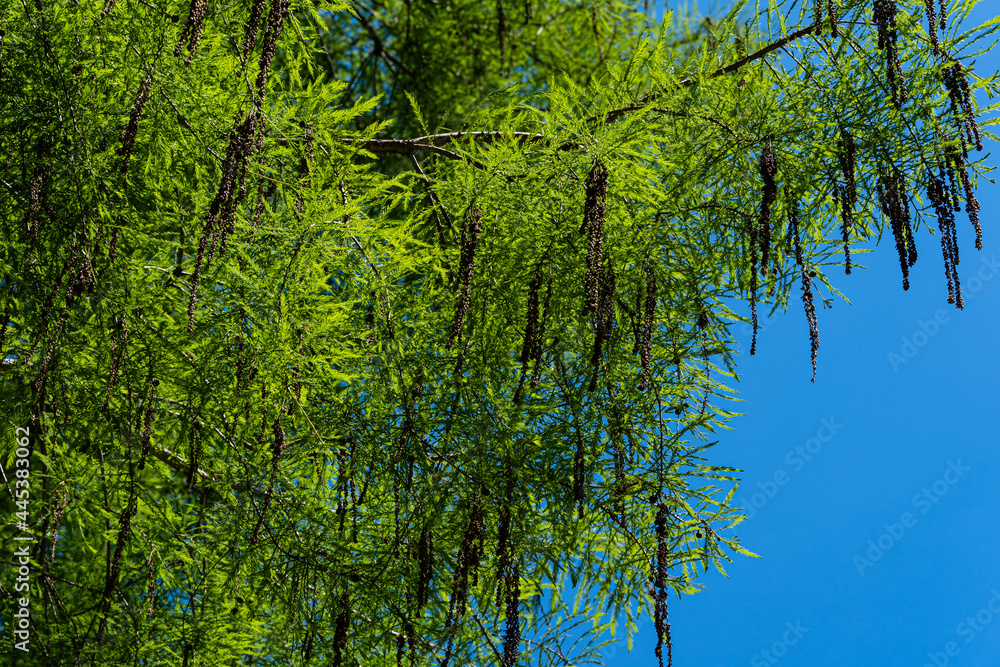 Fototapeta premium Taxodium mucronatum (Taxodium Huegelii Lawson), commonly known as Montezuma bald cypress in Adler Arboretum 