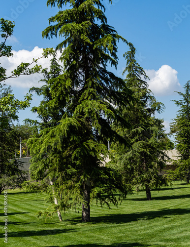 Beautiful himalayan cedar (Deodar Cedar, Himalayan Cedar) on green lawn. City Park "Krasnodar" or Galitsky Park. Place of rest for townspeople at any time of year.