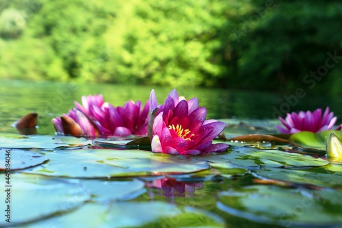 Violet-pink water lily flowers on the calm surface of the lake, close up, in partial shade, green background