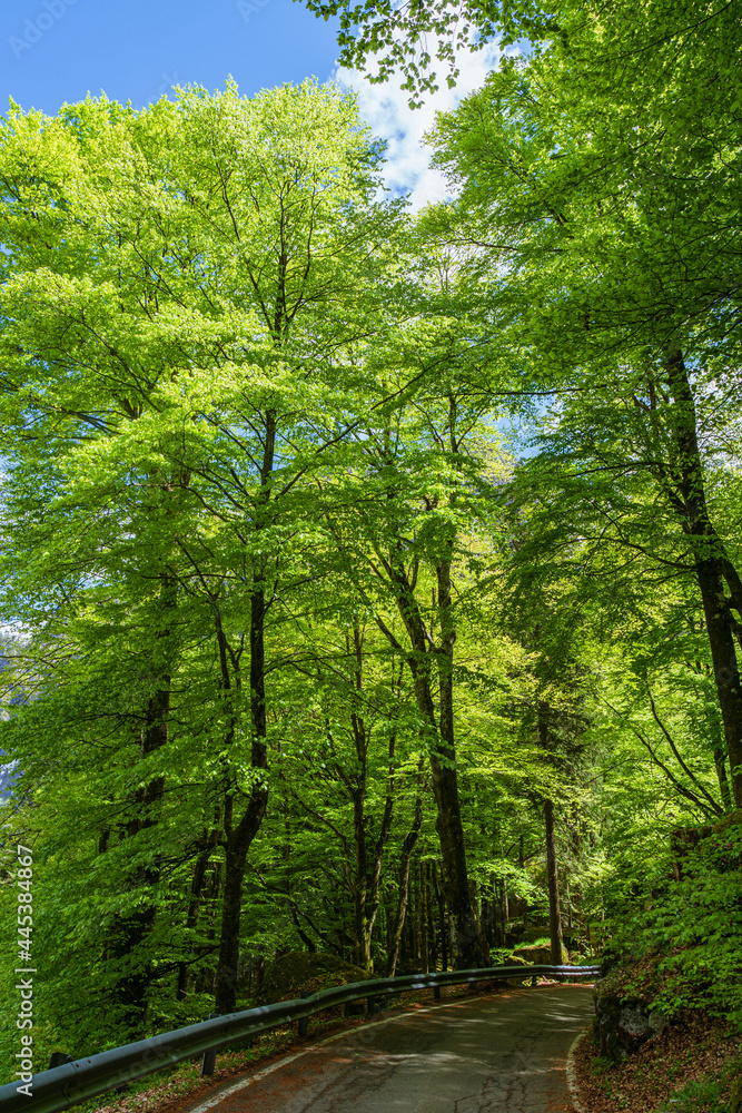 Fototapeta premium Spring in the woods of Val Masino, in the Italian Alps, near the town of San Martino, Lombardy, Italy - May 2021.
