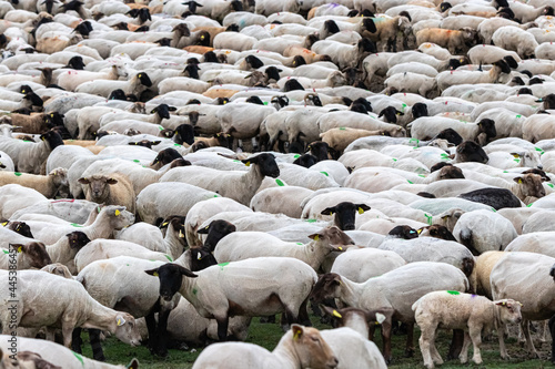 flock of sheep close up © philippe paternolli