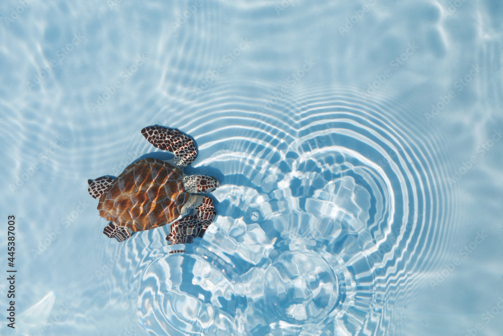 Sea turtle swimming in the blue water. Top view.