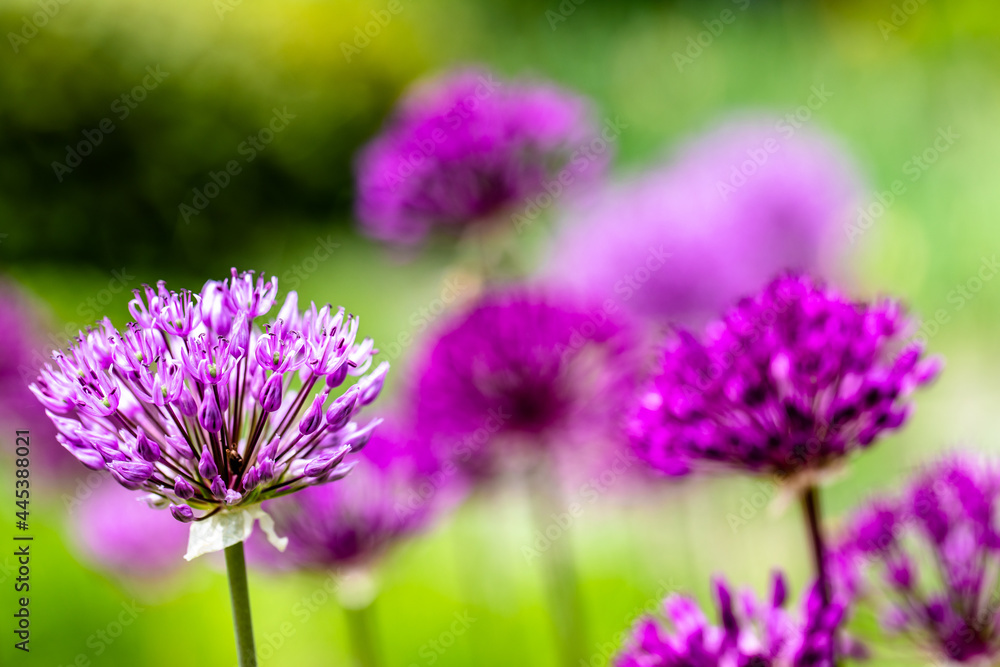 Jardin d'allium, magnifique fleur violette en forme de boule sur un fond  vert foto de Stock | Adobe Stock