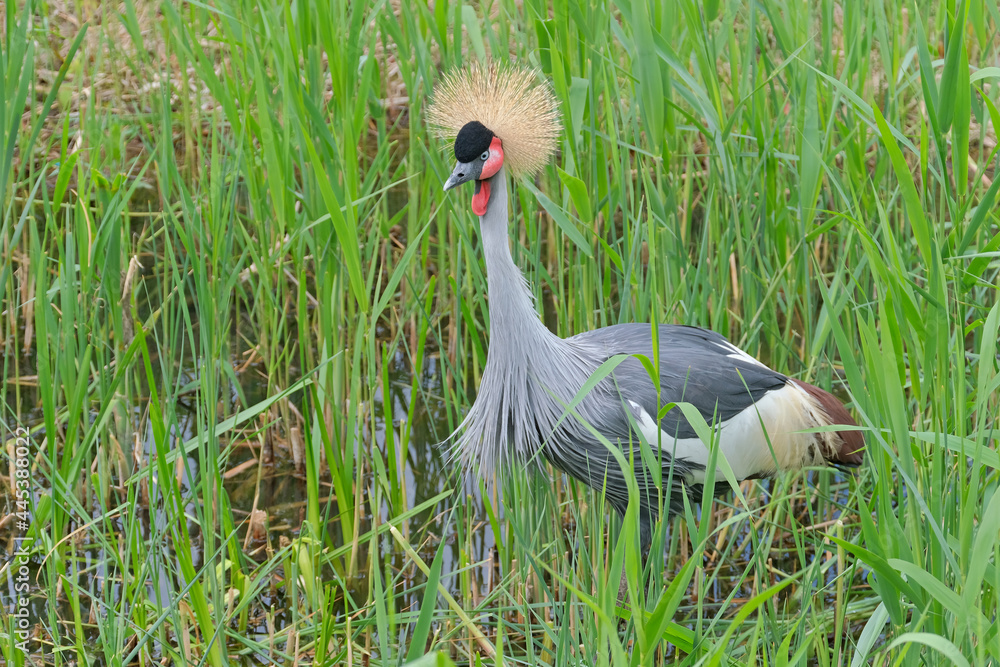 Naklejka premium Grauer Kronenkranich ( Balearica regulorum ).