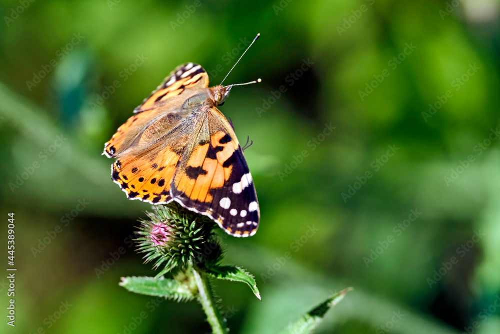Distelfalter ( Vanessa cardui ) auf dem Blütenstand einer Eselsdistel ( Onopordum acanthium ). Distelfalter ( Vanessa cardui ) auf dem Blütenstand einer Eselsdistel ( Onopordum acanthium ).