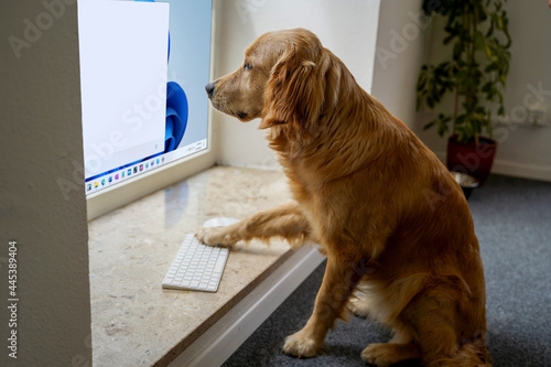 Hund am Computer mit Tastatur