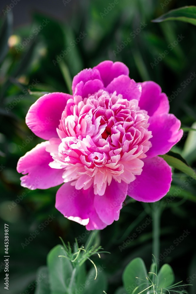 A large pink peony flower in the garden on a green grass background. Botany. A romantic mood.