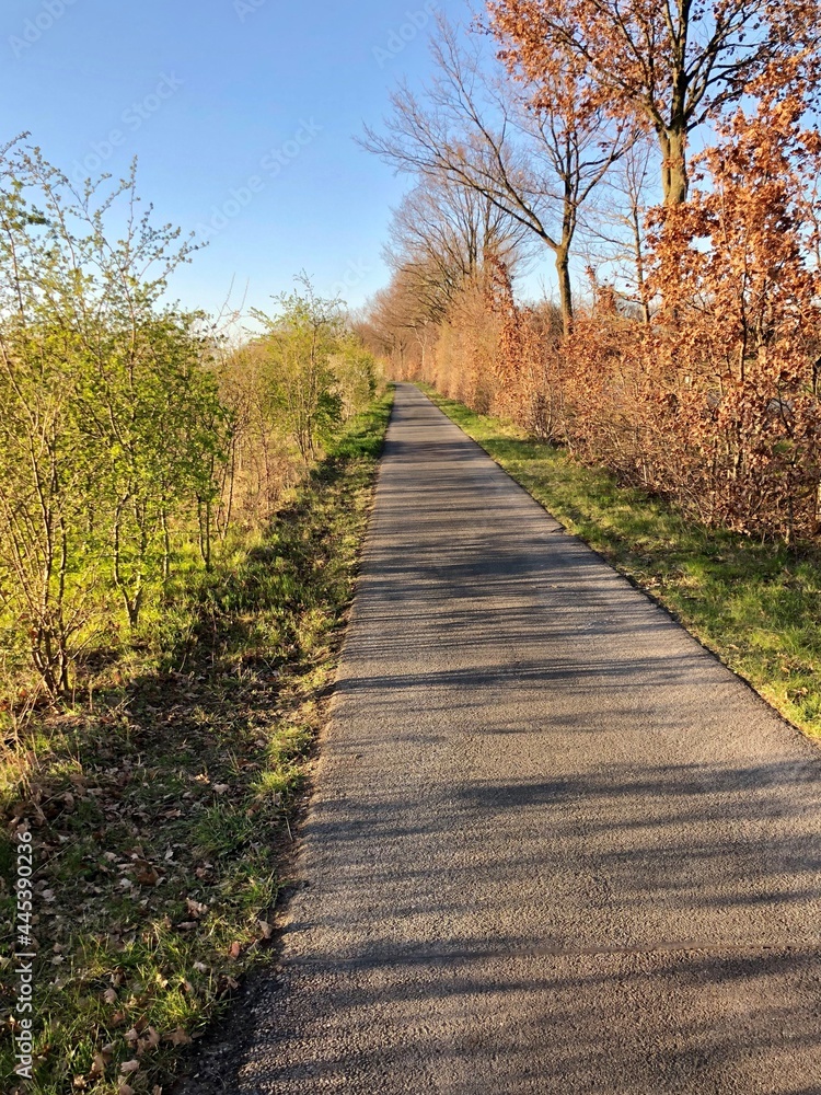 Schnurgerader geteerter Wirtschaftsweg außerhalb von Bocholt-Lowick im Westmünsterland mit Hecken und Bäumen in herbstlichen Farben am Wegesrand