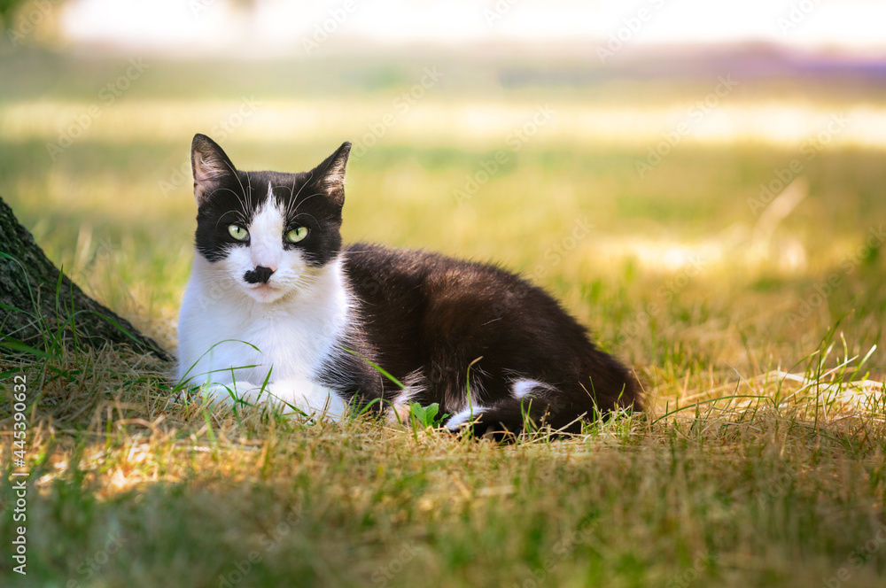 Obraz premium Domestic black-white cat resting on the street under a tree in the rays of the sun. Looking into the camera. Selective focus