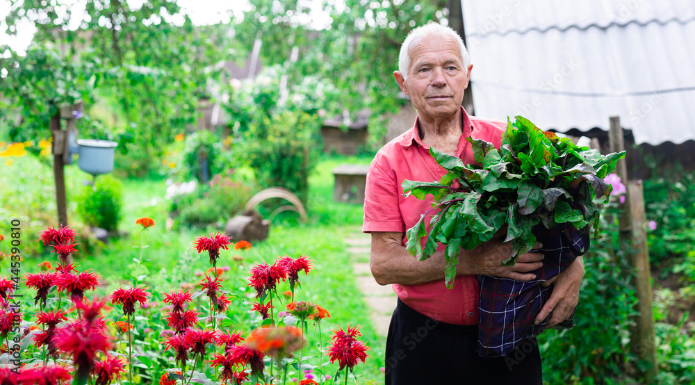 elderly man in red shirt with a harvest of beets on garden plot in summer