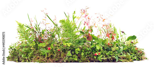 Unkraut auf Weiß - Pflanzen und Blumen mit Moos Panorama Freigestellt