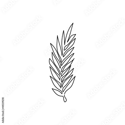 Laurel branch continuous line drawing. One line art of leaves, plants, herb.