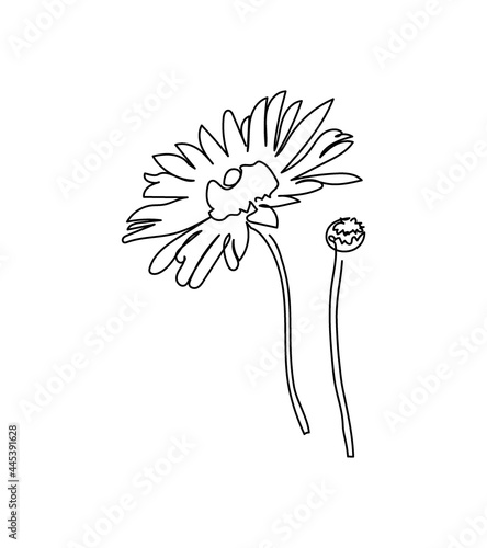 Chamomile flowers one line art. Continuous line drawing of plants, herb, flower, blossom, nature, flora, chamomile, calendula, field flowers, wildflowers.