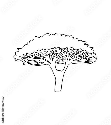 Acacia umbrella tree one line art. Continuous line drawing of plants, flora, deciduous tree, crown, african trees, baobab, acacia umbrella, savanna.