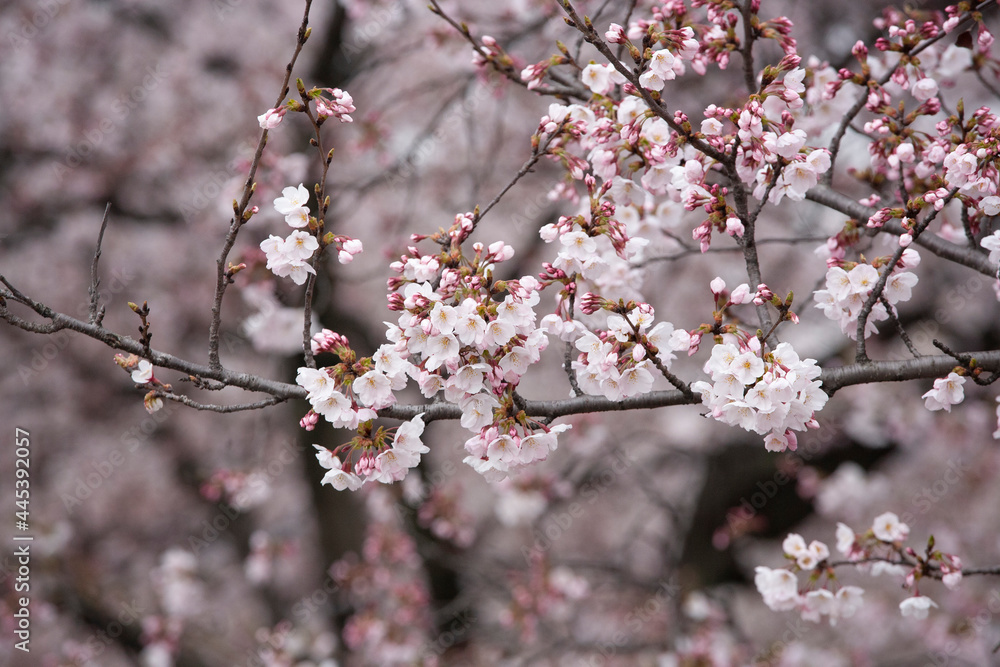 ソメイヨシノ　桜