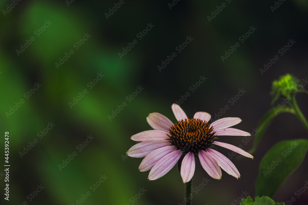 One Echinacea flower close-up on a green background with a place to insert. One Echinacea flower close-up on a green background with a place to insert.