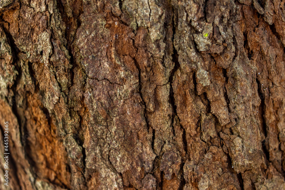 an old tree trunk whose bark is peeling off an old tree trunk whose bark is peeling off