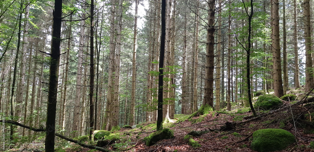 Fototapeta premium trees in the woods