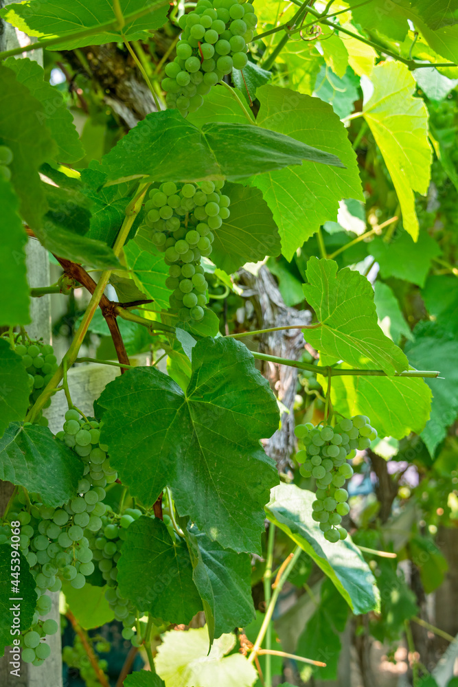 Fascicle green grape growing among the leaves Fascicle green grape growing among the leaves