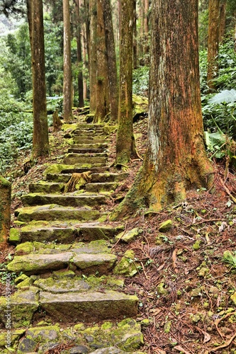 Fenqihu forest trail in Taiwan