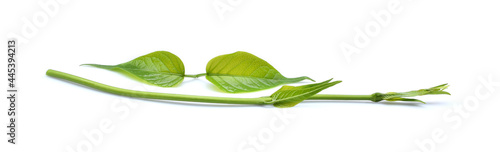 Gymnema inodorum leaf or Gurmar leaf  isolated on white background, tropical herb, Drug treatment for diabetes.Gymnema inodorum (Lour.) Decne.,Green leaves and flowers have medicinal properties.