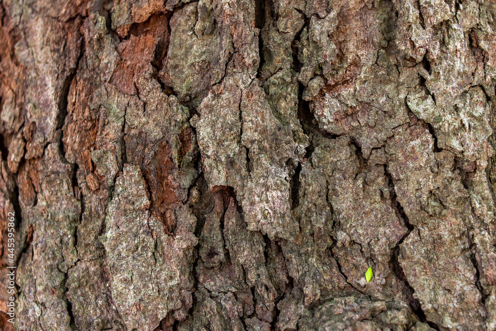 an old tree trunk whose bark is peeling off an old tree trunk whose bark is peeling off