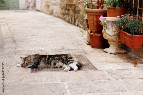 Photography sleeping cat on the street of the old town in the summer