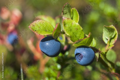 blueberries on a branch