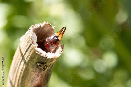 The back of the earwig with pliers protrudes from nest in a dry stem.