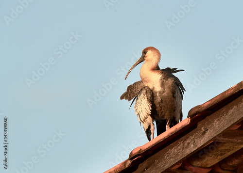 Curlew on the roof