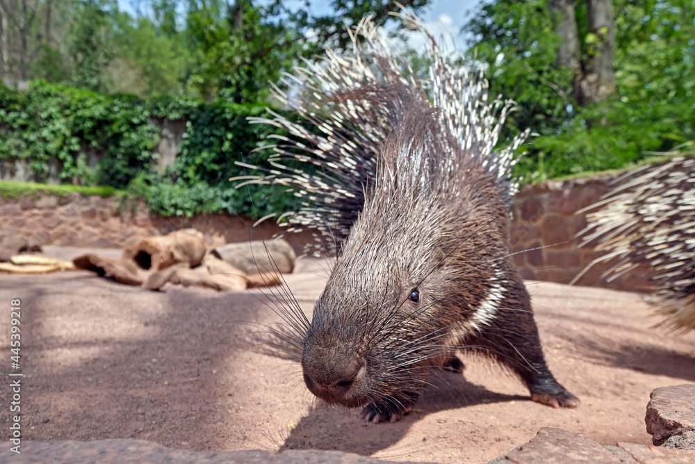 Indisches Weißschwanz - Stachelschwein ( Hystrix indica ). Indisches Weißschwanz - Stachelschwein ( Hystrix indica ).