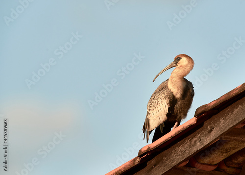 Curlew on the roof