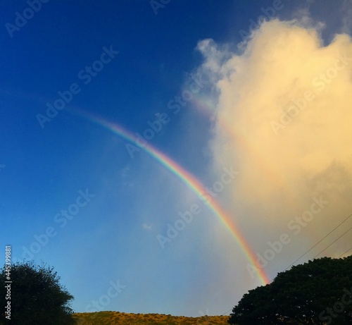 Fototapeta Naklejka Na Ścianę i Meble -  rainbow over field
