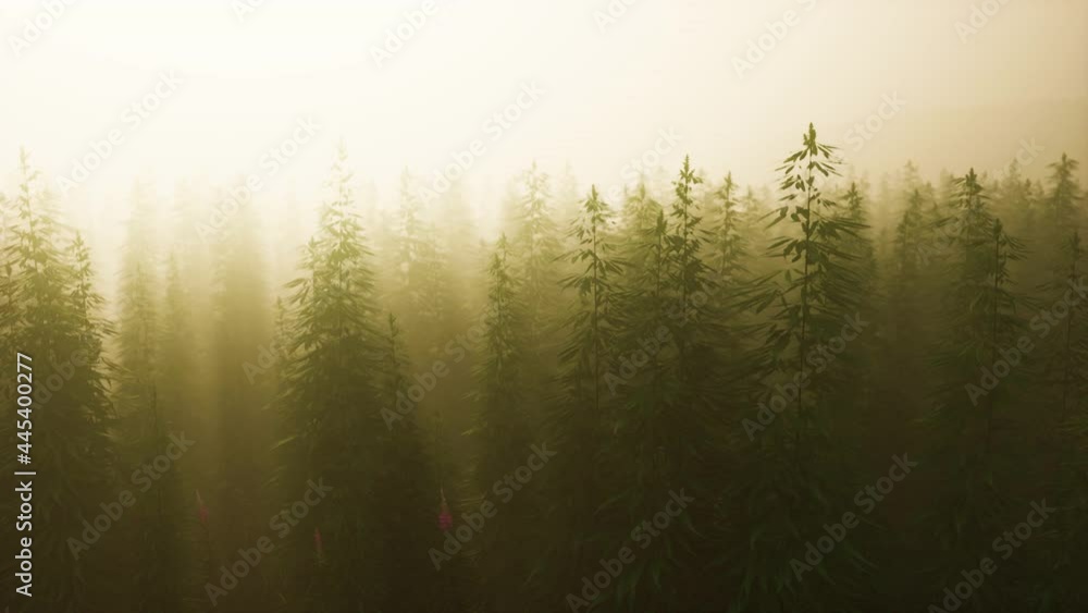 plantation of cannabis in deep fog plantation of cannabis in deep fog