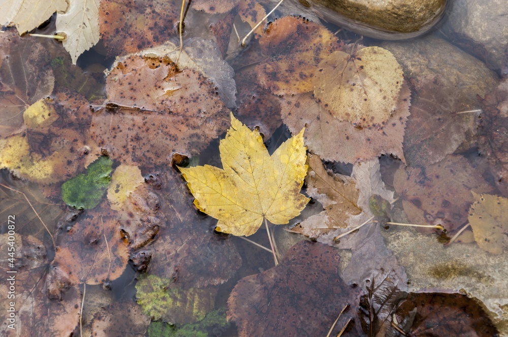 Obraz premium autumn leaves on the ground