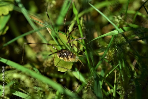 Brown spider with long legs in the lawn © Luise123
