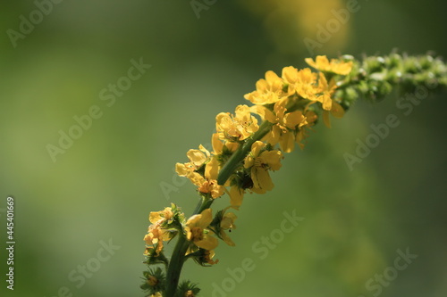 Agrimonia eupatoria, common agrimony. Yellow wildflowers close-up in sunlight on a green background outdoors. Yellow flower in a sunny summer meadow. Yellow floral natural background.