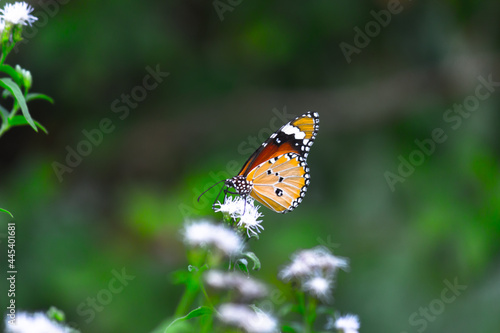 Danaus chrysippus, also known as the plain tiger, African queen, or African monarch, is a medium-sized butterfly widespread in Asia,  Australia and Africa. It belongs to the Danainae subfamily © Robbie Ross