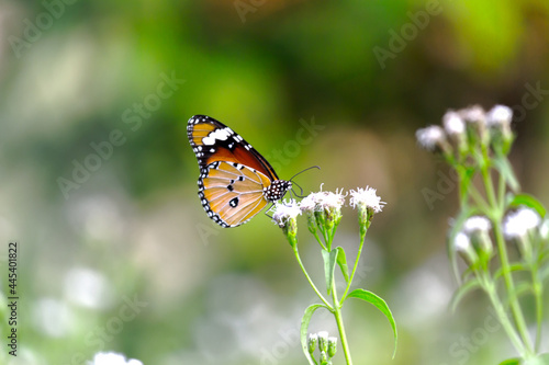 Danaus chrysippus  also known as the plain tiger  African queen  or African monarch  is a medium-sized butterfly widespread in Asia   Australia and Africa. It belongs to the Danainae subfamily