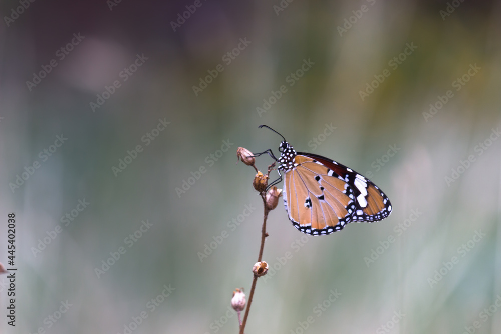 Fototapeta premium Danaus chrysippus, also known as the plain tiger, African queen, or African monarch, is a medium-sized butterfly widespread in Asia, Australia and Africa. It belongs to the Danainae subfamily