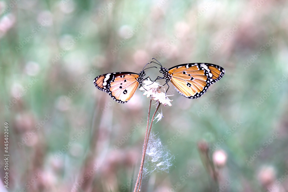 Obraz premium Danaus chrysippus, also known as the plain tiger, African queen, or African monarch, is a medium-sized butterfly widespread in Asia, Australia and Africa. It belongs to the Danainae subfamily