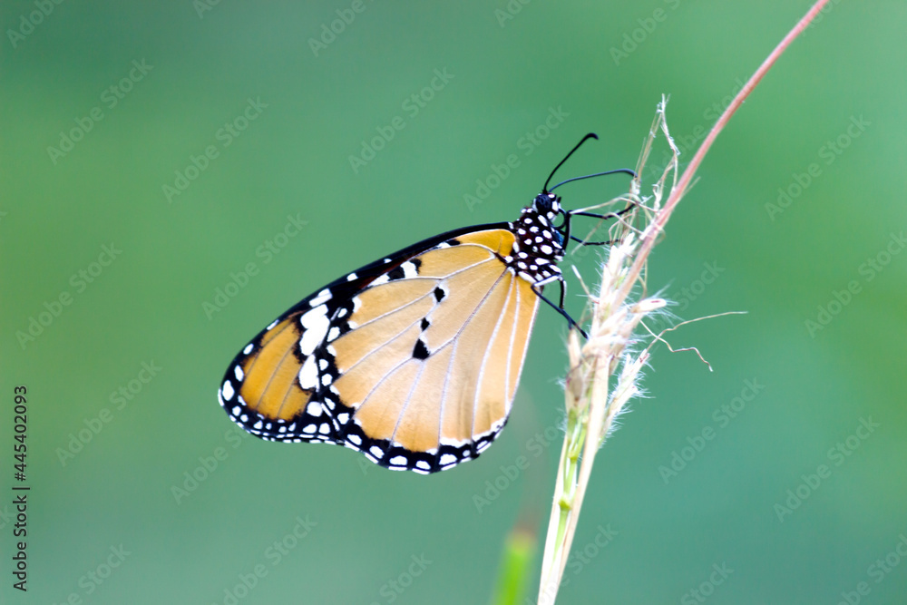 Obraz premium Danaus chrysippus, also known as the plain tiger, African queen, or African monarch, is a medium-sized butterfly widespread in Asia, Australia and Africa. It belongs to the Danainae subfamily