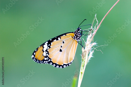 Danaus chrysippus, also known as the plain tiger, African queen, or African monarch, is a medium-sized butterfly widespread in Asia, Australia and Africa. It belongs to the Danainae subfamily
