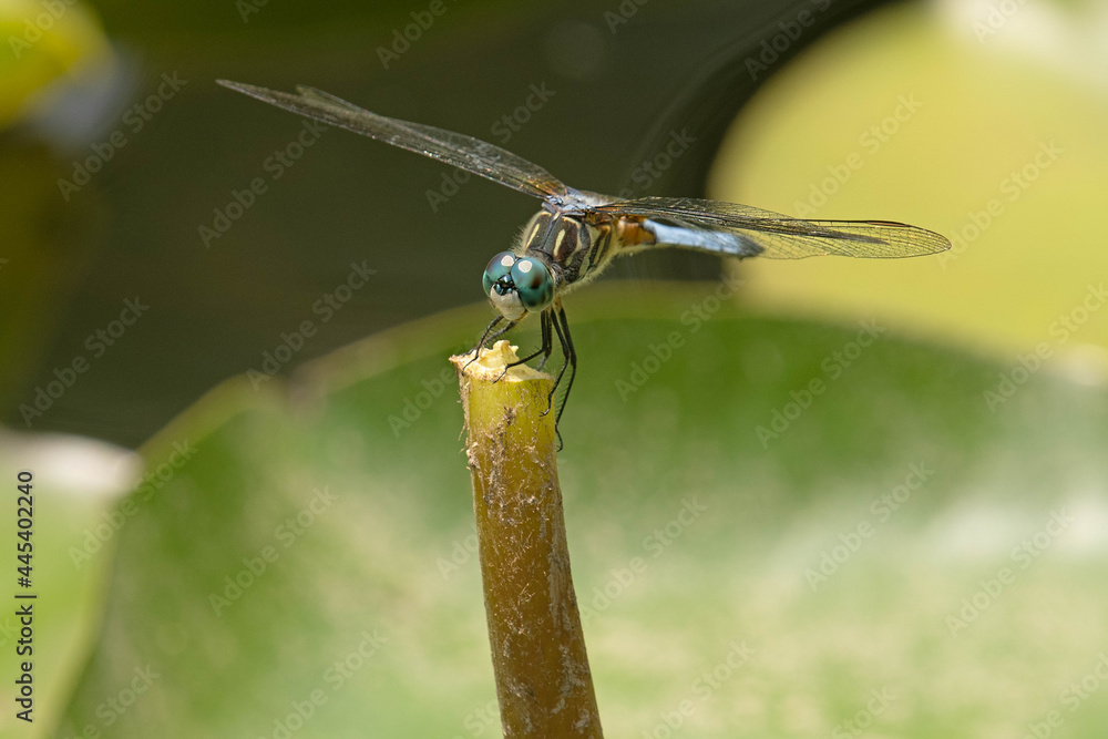 Blue Dasher Dragonfly holding onto the stump of a water lily leaf. The ...