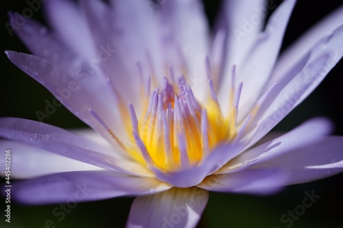 close up of lotus flower