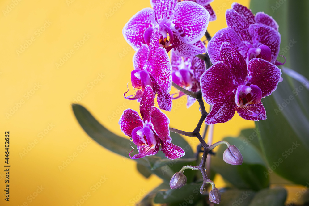 Fototapeta premium beautiful blooming orchid on yellow background