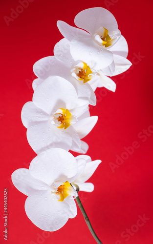 Fototapeta Naklejka Na Ścianę i Meble -  white blooming orchid on red background