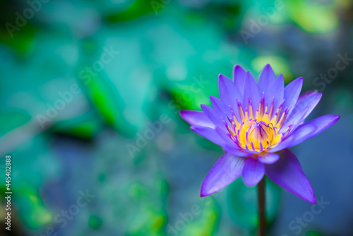 The Water Lily is a beautiful flower which is usually violet-blue in color with reddish edges.